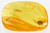 Two Fossil Ants (Formicidae) and a Spider (Araneae) In Baltic Amber #307208-1